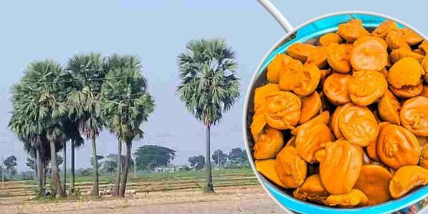 বাড়ছে তালের পাটালি গুড়ের চাহিদা